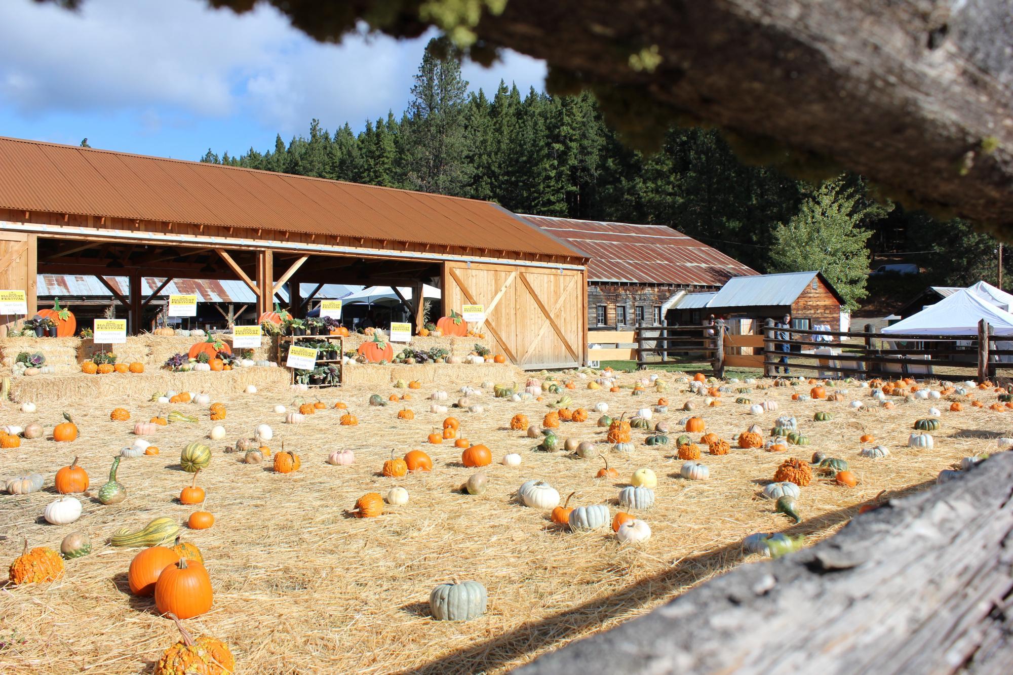 a barn filled with lots of pumpkins on top of a dry grass field.