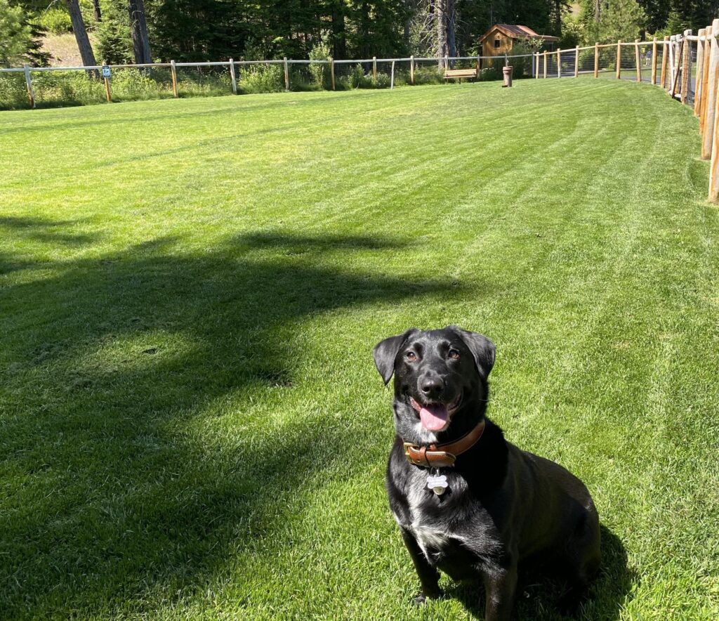 a large black dog sitting on top of a lush green field.