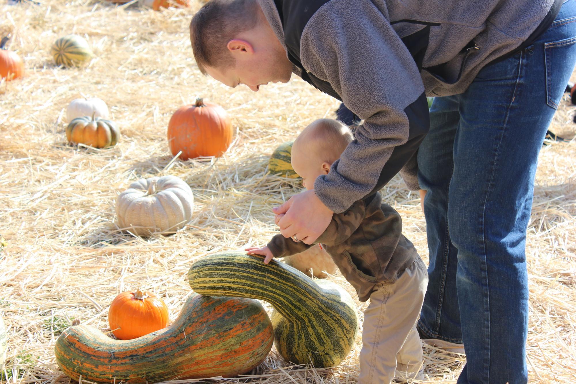 a man and a child picking pumpkins in a field.