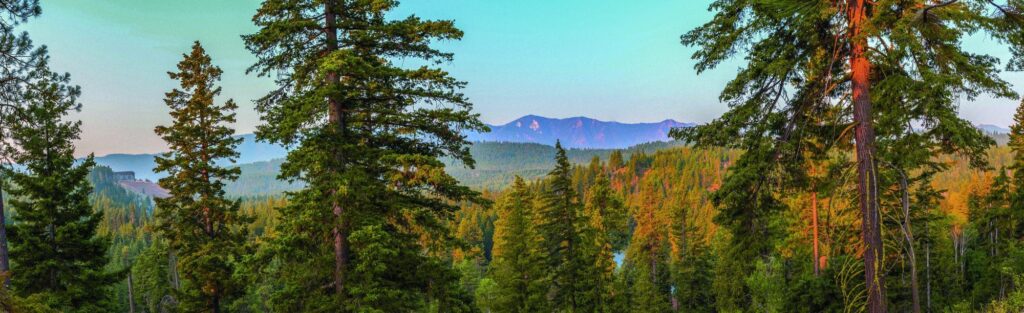 a forest filled with lots of tall trees.