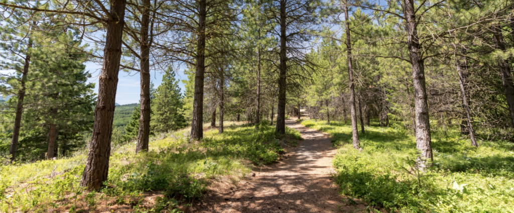 a trail in the woods with lots of trees.